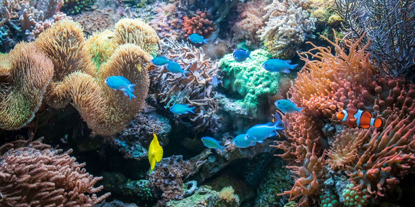 Coral Planting